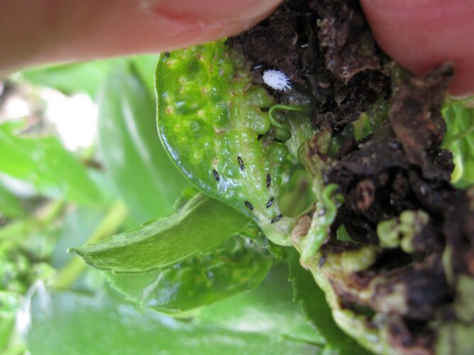Invasive Insect Infestation Invasive insect spreads to new island | News, Sports, Jobs - Maui News